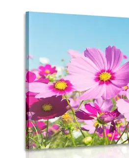 Obrazy kvetov Obraz lúka jarných kvetov