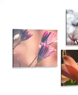 Zostavy obrazov Set obrazov nežnosť kvetov