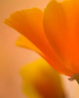 Obrazy kvetov Obraz nádherná kvetina