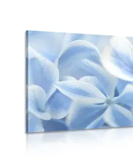 Obrazy kvetov Obraz modro-biele kvety hortenzie