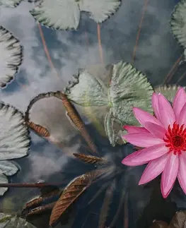 Samolepiace tapety Samolepiaca fototapeta očarujúci lotosový kvet