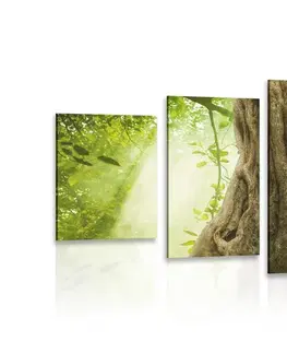 Obrazy prírody a krajiny 5-dielny obraz kmeň stromu