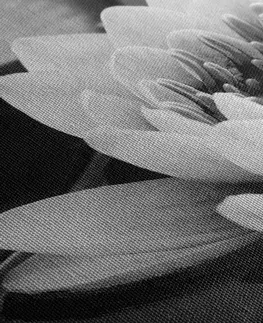 Čiernobiele obrazy Obraz lotosový kvet v jazere v čiernobielom prevedení