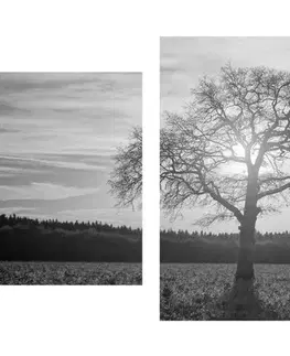 Čiernobiele obrazy 5-dielny obraz osamelého stromu v čiernobielom prevedení