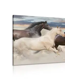 Obrazy zvierat Obraz stádo koní