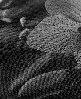Čiernobiele obrazy Obraz orchidea a Zen kamene v čiernobielom prevedení
