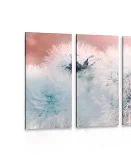 Obrazy kvetov 5-dielny obraz púpava s abstraktnými prvkami