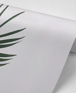 Samolepiace tapety Samolepiaca fototapeta nádherný palmový list