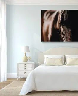 Obrazy zvierat Obraz majestátny kôň