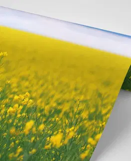 Samolepiace tapety Samolepiaca fototapeta žlté rozkvitnuté pole