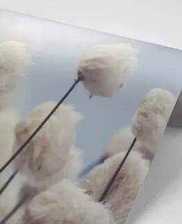 Samolepiace tapety Samolepiaca fototapeta arktické kvety bavlny