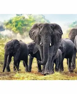 Drevené hračky TREFL Puzzle Afričtí sloni 1000 dílků 