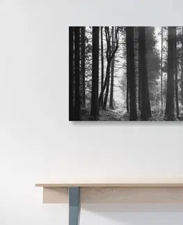 Čiernobiele obrazy Obraz les zaliaty slnkom v čiernobielom prevedení