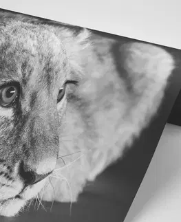 Samolepiace tapety Samolepiaca fototapeta mláďa leva v čiernobielom