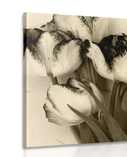 Čiernobiele obrazy Obraz jarné tulipány v sépiovom prevedení