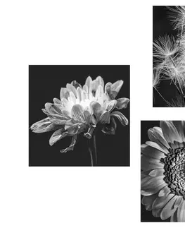 Zostavy obrazov Set obrazov čiernobiele nežné kvety