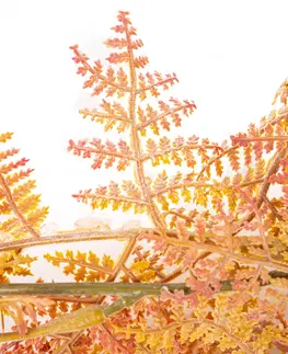 Kvety Papradie previs, oranžová, 17 x 85 cm