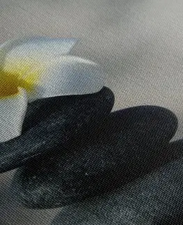 Obrazy Feng Shui Obraz harmonické kamene a kvet pluméria