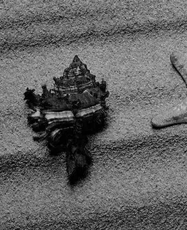 Čiernobiele obrazy Obraz mušle na piesočnatej pláži v čiernobielom prevedení