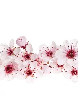 Tapety kvety Tapeta čerešňové kvety