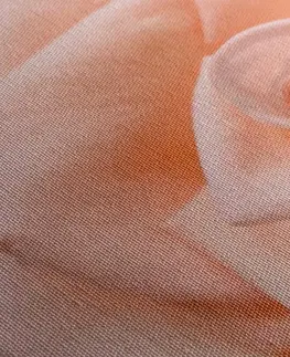 Obrazy kvetov Obraz ruža v broskyňovom odtieni