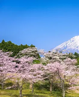 Tapety príroda Fototapeta sopka Fuji