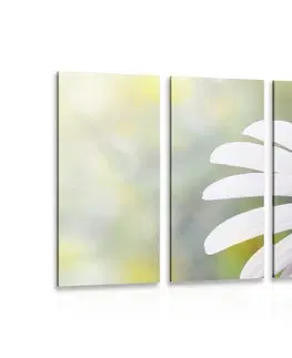 Obrazy kvetov 5-dielny obraz kvety margarétky