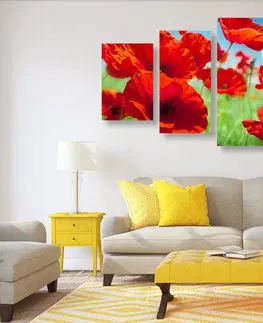 Obrazy kvetov 5-dielny obraz kvety maku na lúke