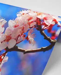 Samolepiace tapety Samolepiaca fototapeta čerešňový kvet
