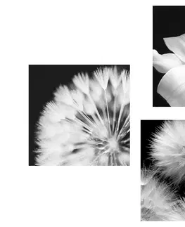 Zostavy obrazov Set obrazov čiernobiela krása kvetov s motýľom