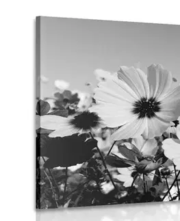 Čiernobiele obrazy Obraz lúka jarných kvetov v čiernobielom prevedení