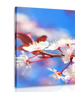 Obrazy kvetov Obraz čerešňový kvet