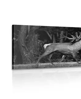 Čiernobiele obrazy Obraz majestátny jeleň v čiernobielom prevedení