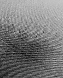 Čiernobiele obrazy Obraz stromy v hmle v čiernobielom prevedení