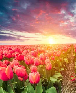 Obrazy kvetov Obraz východ slnka nad lúkou s tulipánmi