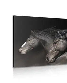 Obrazy zvierat Obraz tri cválajúce kone