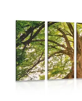 Obrazy prírody a krajiny 5-dielny obraz majestátne stromy