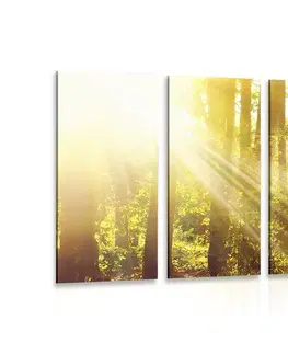 Obrazy prírody a krajiny 5-dielny obraz slnečné lúče v lese