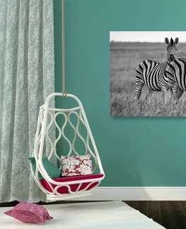 Čiernobiele obrazy Obraz tri zebry v savane v čiernobielom prevedení