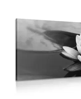 Čiernobiele obrazy Obraz lotosový kvet v jazere v čiernobielom prevedení