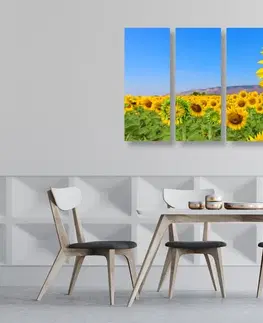 Obrazy kvetov 5-dielny obraz pole slnečníc