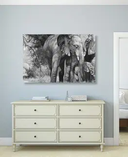 Čiernobiele obrazy Obraz slonia rodinka v čiernobielom prevedení