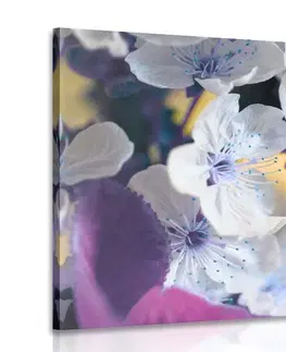 Obrazy kvetov Obraz kvitnúca vetvička čerešne
