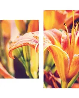 Obrazy kvetov 5-dielny obraz krásne kvitnúce kvety v záhrade