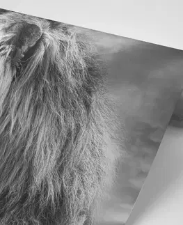 Čiernobiele tapety Tapeta africký lev v čiernobielom prevedení