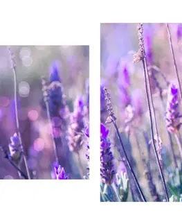 Obrazy kvetov 5-dielny obraz kúzelné kvety levandule