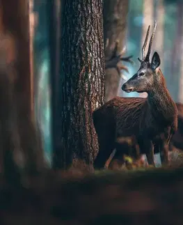 Tapety zvieratá Fototapeta jeleň v borovicovom lese