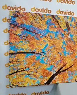 Obrazy prírody a krajiny Obraz jesenné koruny stromov