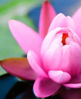 Obrazy kvetov Obraz nádherný ružový kvet na jazere