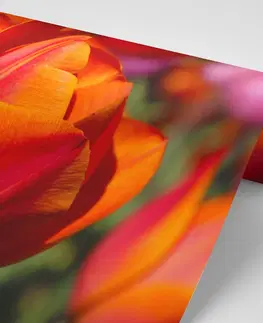 Samolepiace tapety Samolepiaca fototapeta nádherné tulipány na lúke